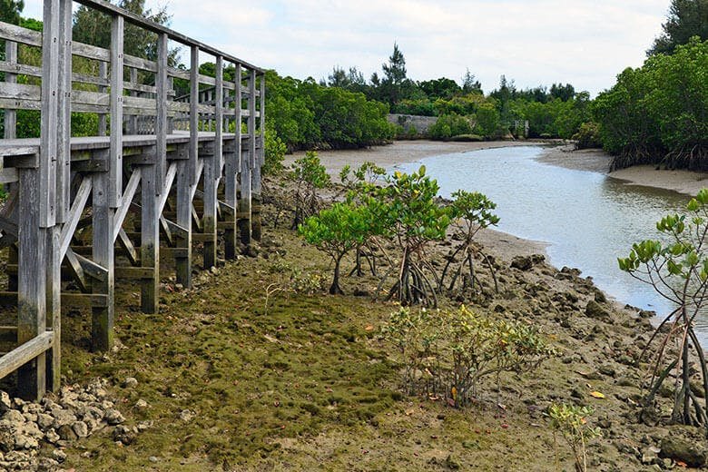 🌳 시마지리 맹그로브 숲(島尻のマングローブ林) 이미지 1